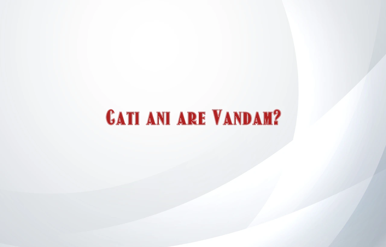 cati ani are vandam