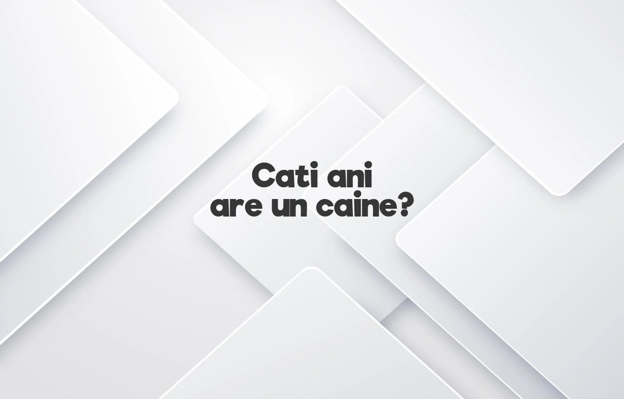 cati ani are un caine