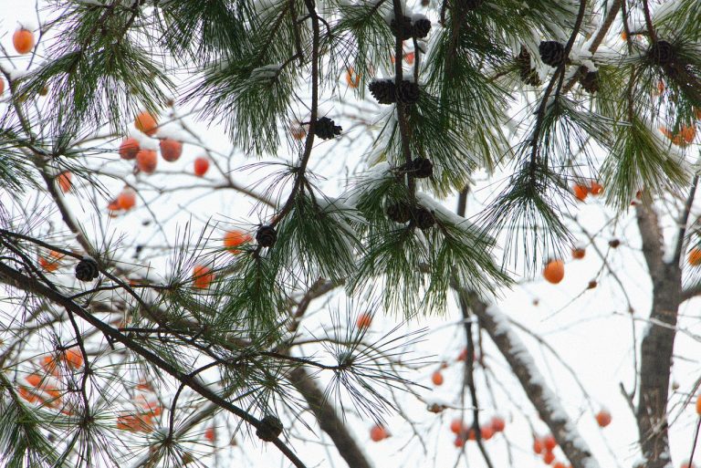 10 lucruri pe care le-am pierdut la festivalul mamaia