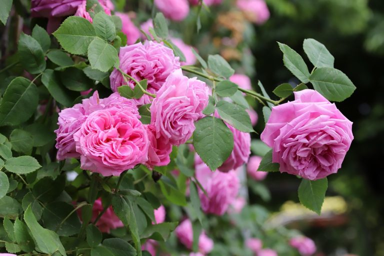 festivalul trandafirilor bulgaria