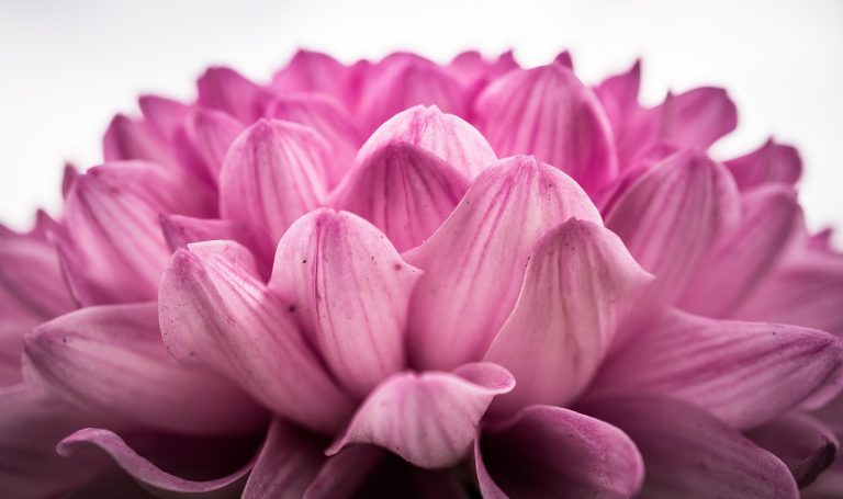 festivalul tuberozelor