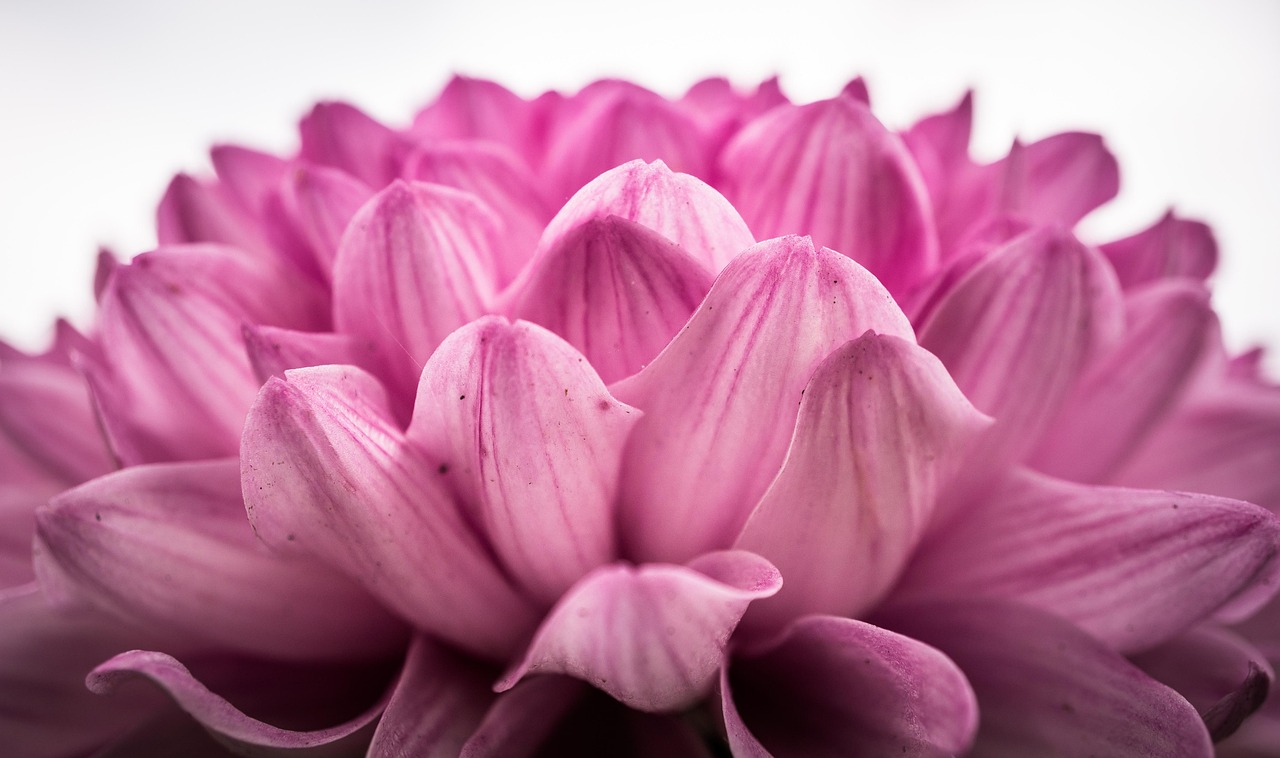 festivalul tuberozelor