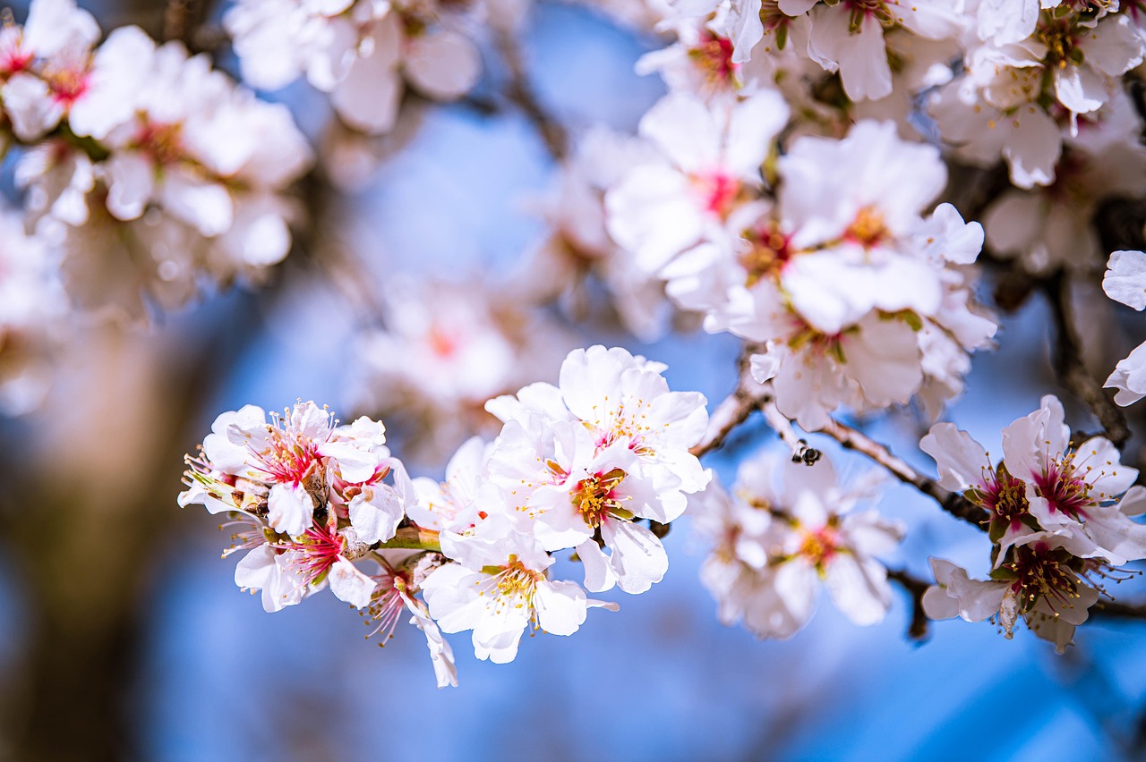 festivalul florilor drumul taberei